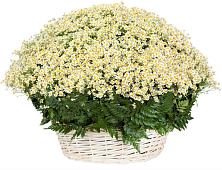 Цветочная композиция из Ромашки в корзине #REPLACE_PRED# Первомайке